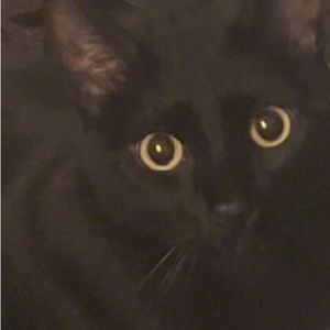 Meet your Posher, Caston